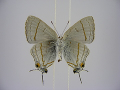 Hypolycaena philippus philippus