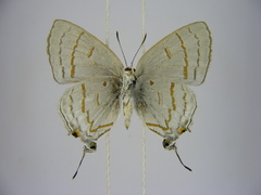 Hypolycaena philippus philippus