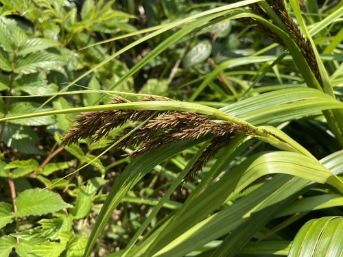 Carex rafflesiana observed 2025-05-01