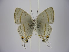 Hypolycaena philippus philippus