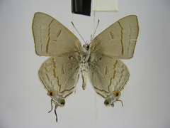 Hypolycaena philippus philippus