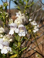 Prostanthera striatiflora