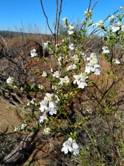 Prostanthera striatiflora