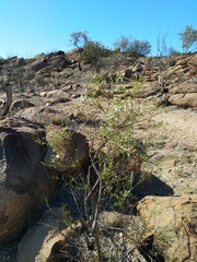 Prostanthera striatiflora