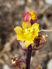 Alectra orobanchoides