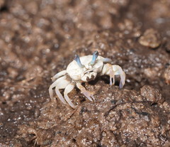 Tubuca coarctata