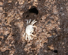 Tubuca coarctata