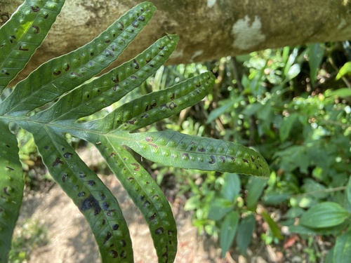 Selliguea taeniata observed 2025-05-01