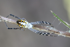 Argiope catenulata