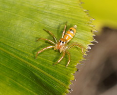 Cosmophasis bitaeniata