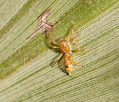 Cosmophasis bitaeniata