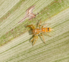 Cosmophasis bitaeniata