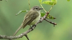 Pacific Elaenia photo 3