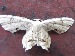 Dysaethria moza
