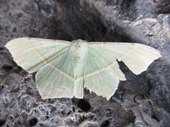Geometra sponsaria