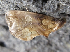 Plusiodonta casta