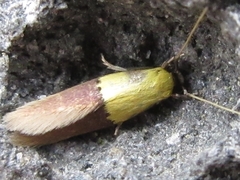 Opogona nipponica