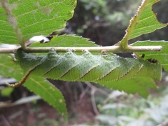 Marumba
