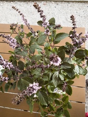 Ocimum kilimandscharicum