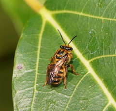 Mellitidia tomentifera