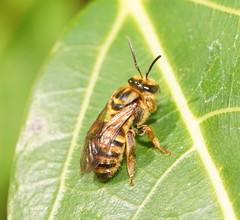 Mellitidia tomentifera