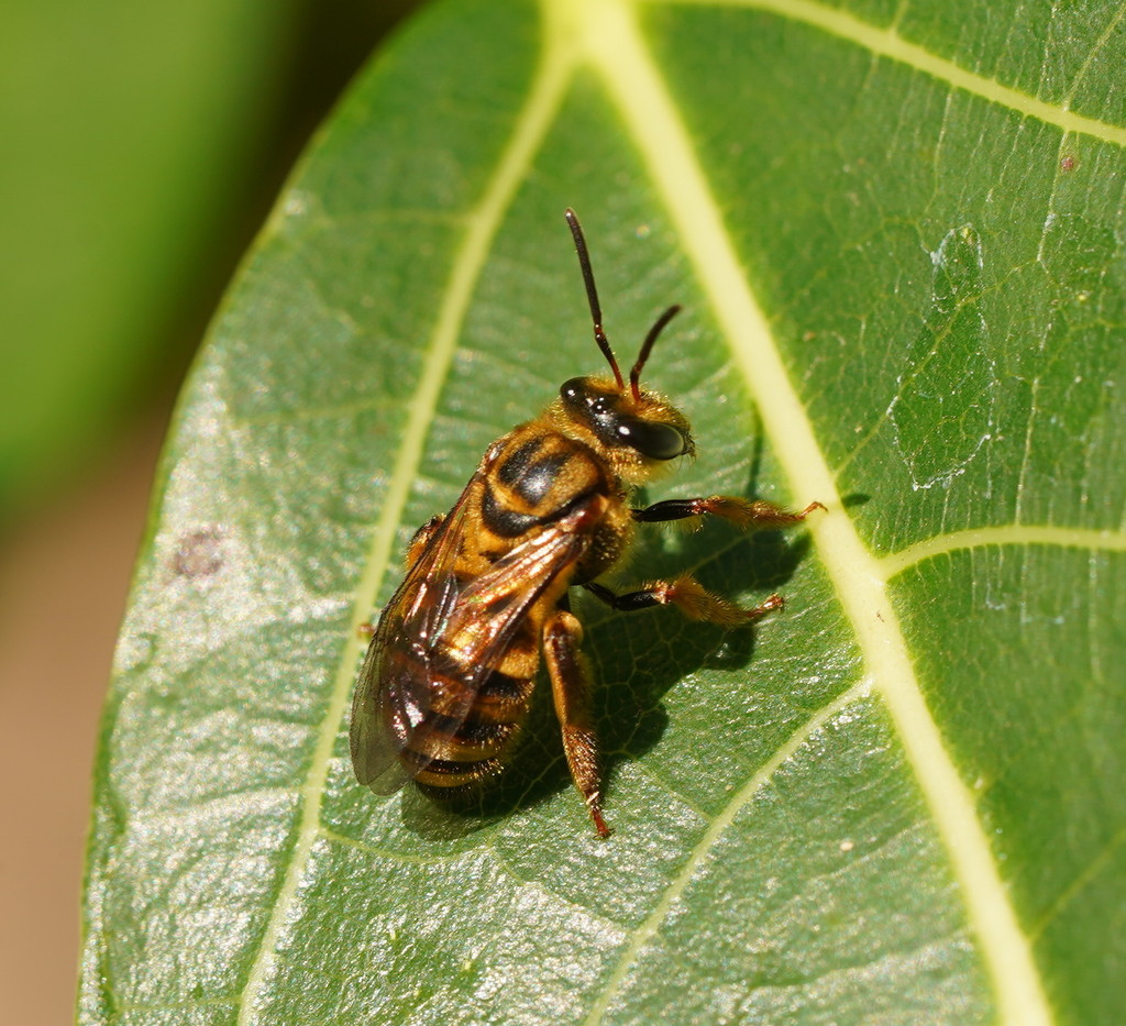 Mellitidia