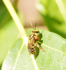 Mellitidia tomentifera