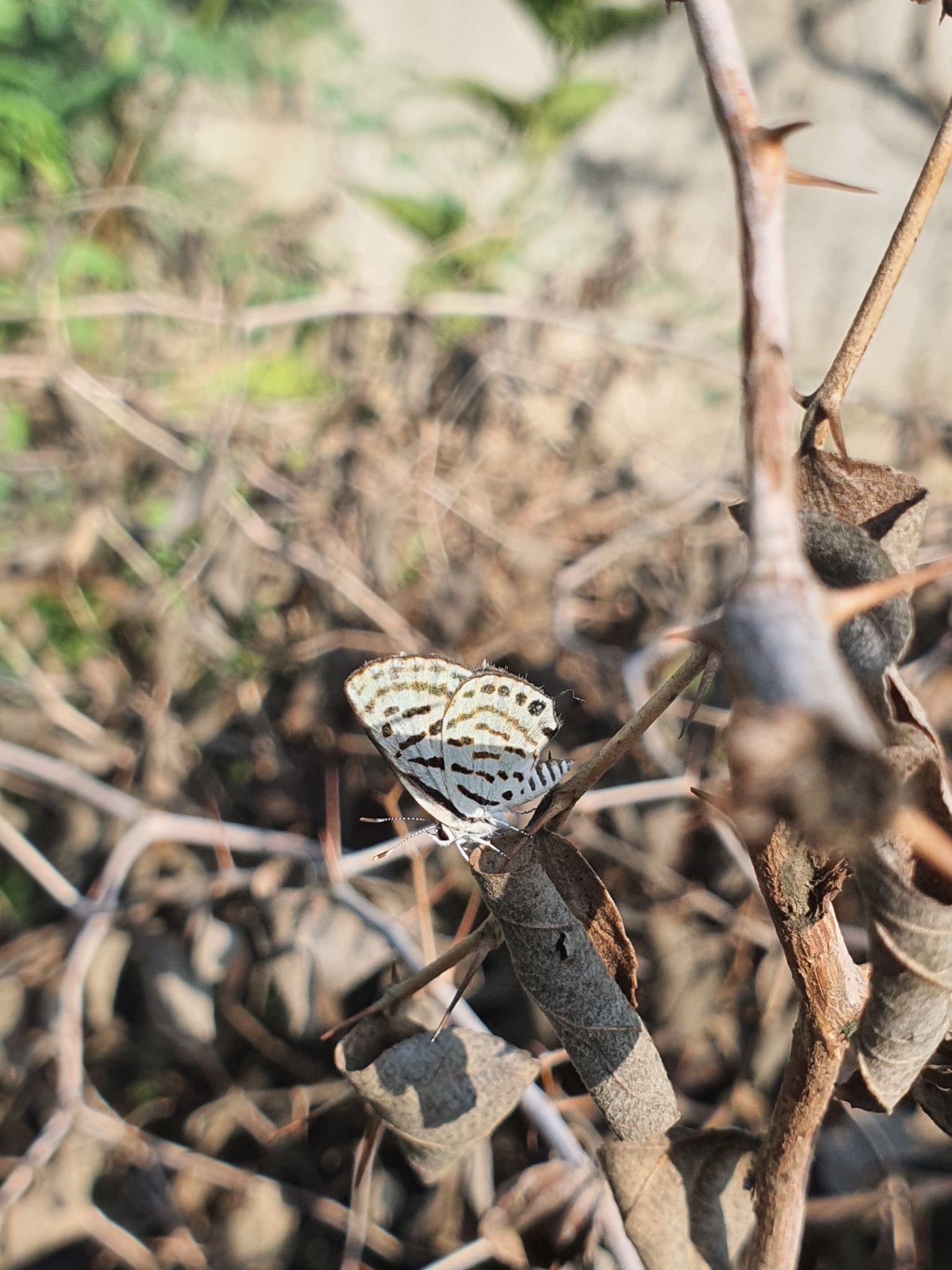 Striped Pierrot