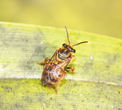 Mellitidia tomentifera