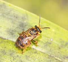 Mellitidia tomentifera