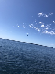 Haliaeetus leucogaster