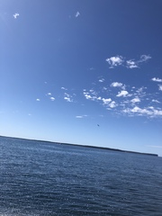 Haliaeetus leucogaster