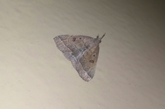 Pechipogo plumigeralis