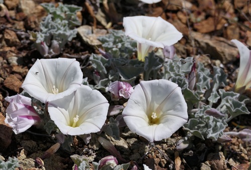 Image of Calystegia collina by (c) John Hibbard, some rights reserved (CC BY)
