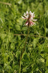 Trifolium repens