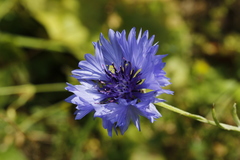 Centaurea cyanus