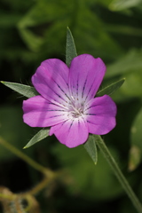 Agrostemma githago