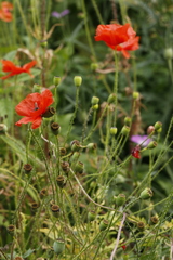 Papaver rhoeas