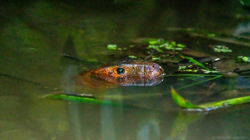 Guyana Caiman Lizard, Dracaena guianensis