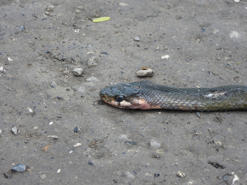 Coelognathus flavolineatus