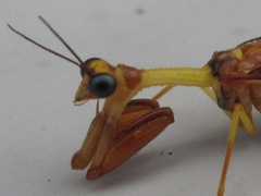 Eumantispa harmandi