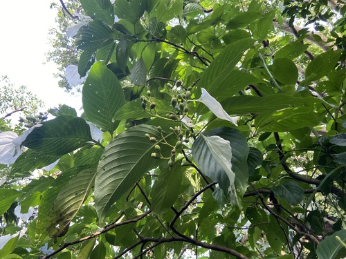 Mussaenda macrophylla observed 2025-05-01