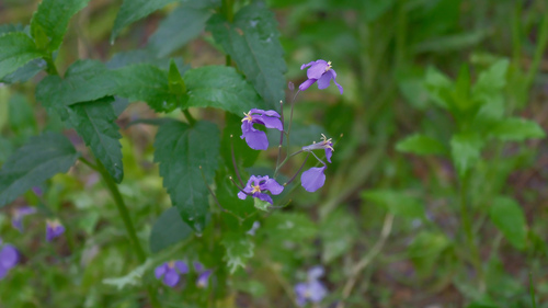 Image of Orychophragmus violaceus by (c) Yi CHEN, some rights reserved (CC BY)