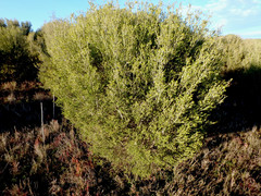 Melaleuca halmaturorum