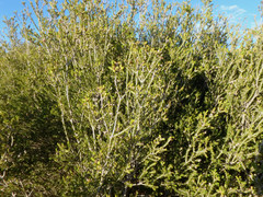Melaleuca halmaturorum