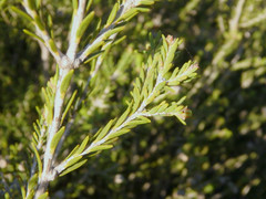 Melaleuca halmaturorum