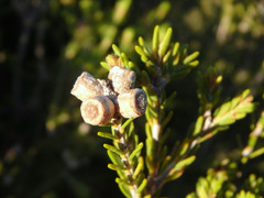 Melaleuca halmaturorum