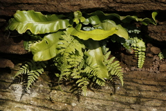 Asplenium scolopendrium