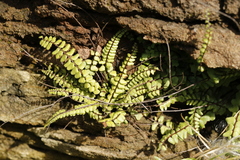 Asplenium trichomanes
