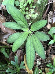 Staurogyne concinnula